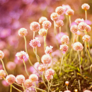 Pet Photography for Marketing Campaigns